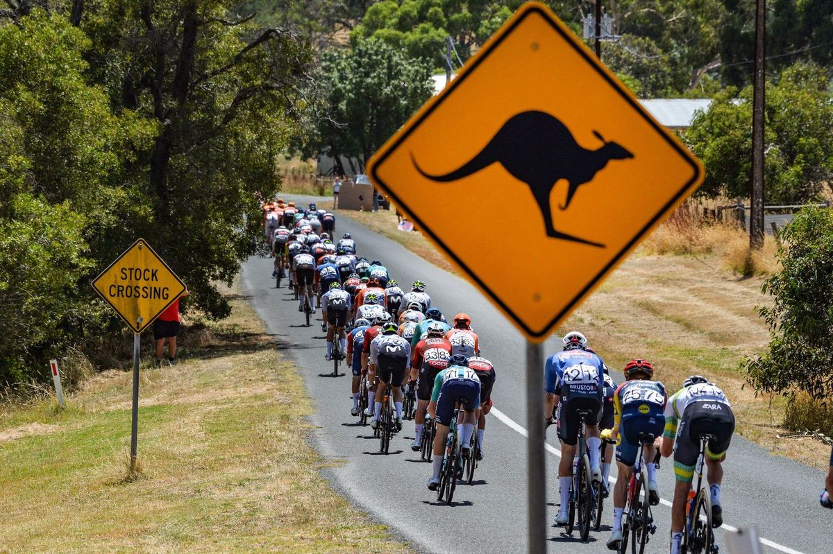 Cyclists racing in Australia pass a kangaroo warning sign during the Tour Down Under.